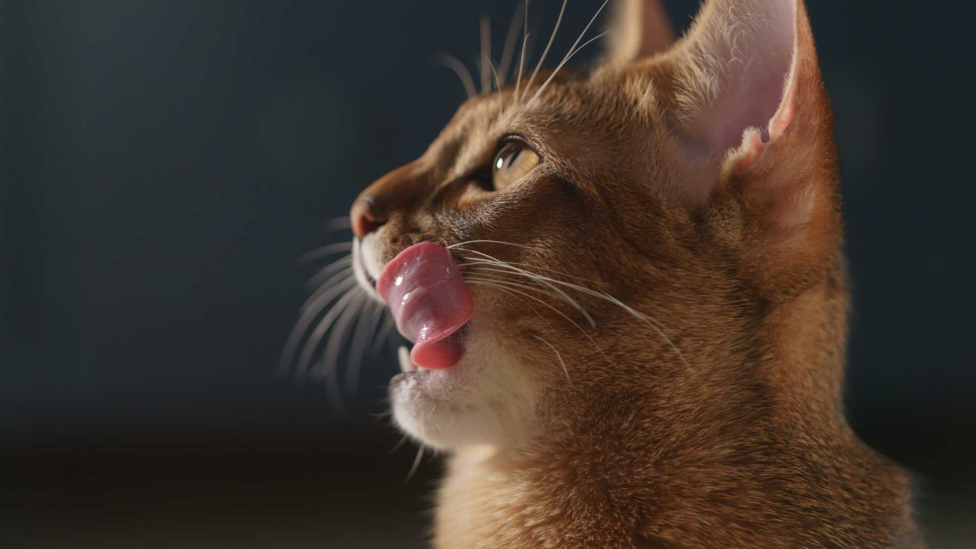 Gato comer tomate si o no